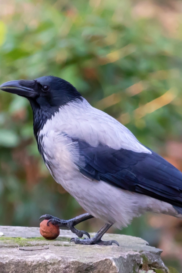 Ворона с орехом на камне