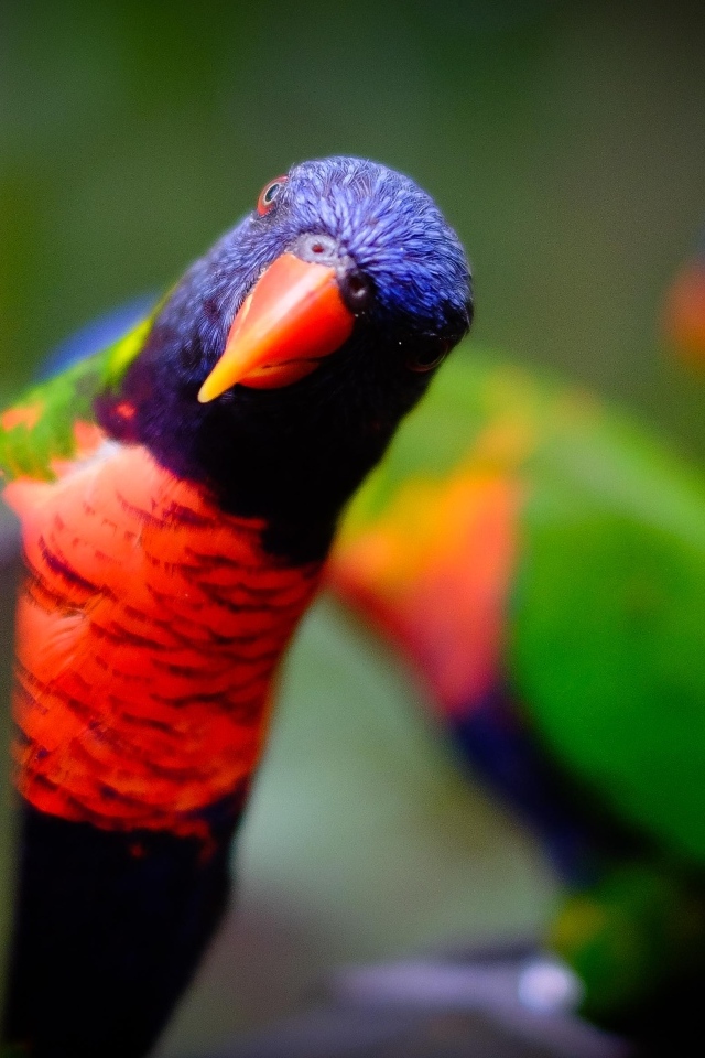 Любопытный синеголовый попугай