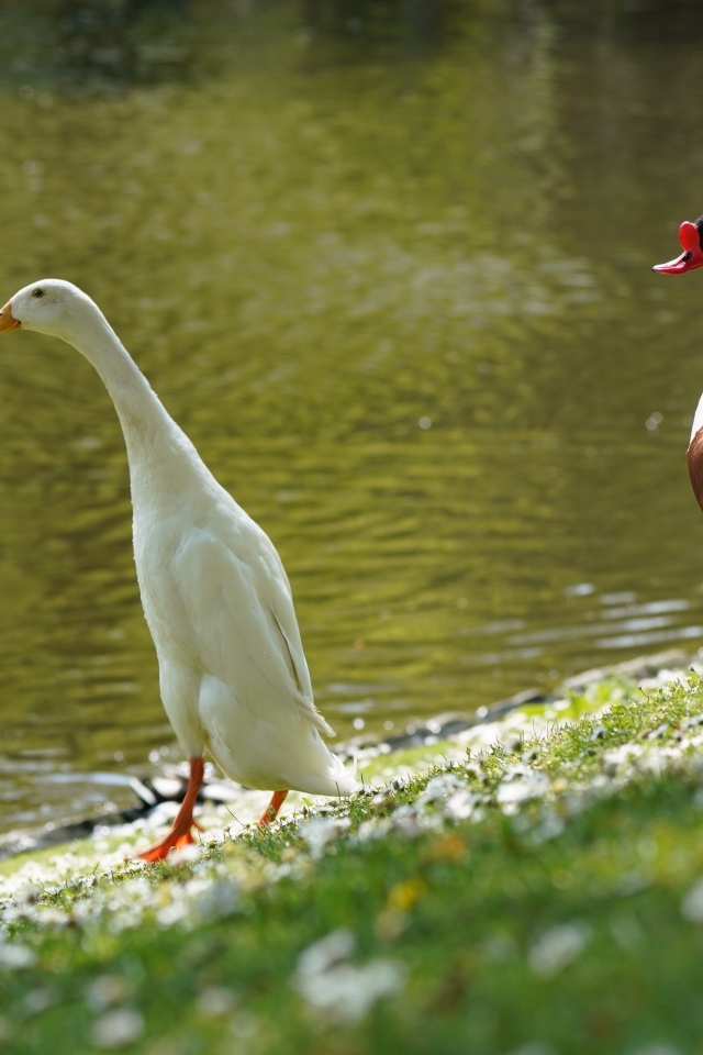Утка и гусь у воды