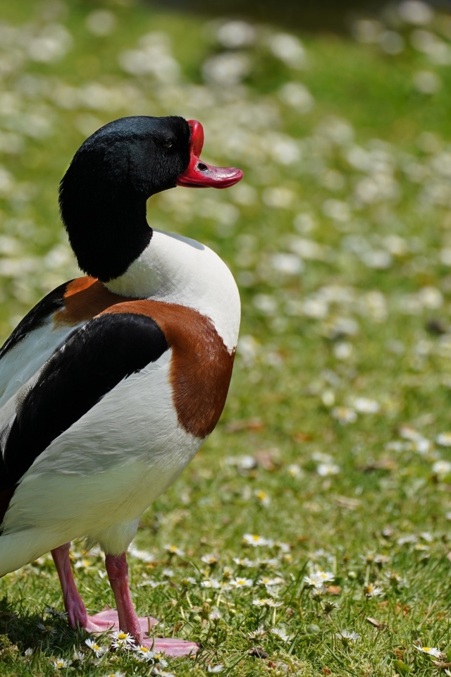 Утка стоит на зеленой траве