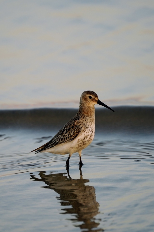 Птица чернозобик в воде