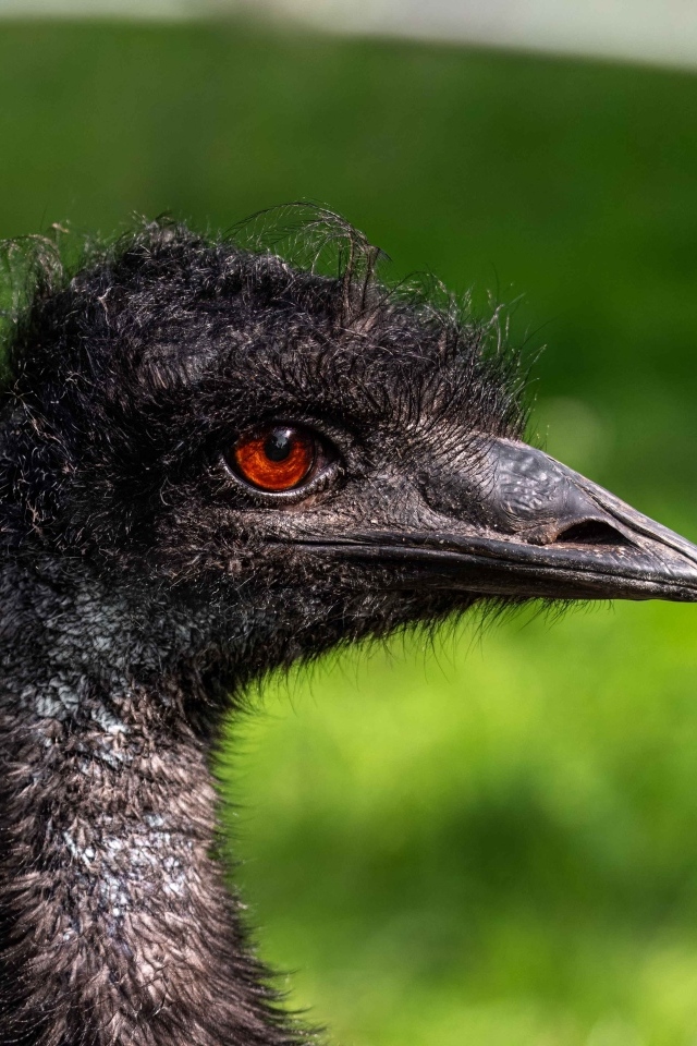 Голова страуса эму крупным планом