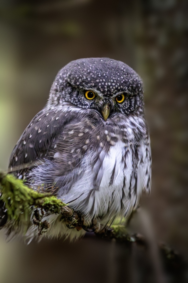 Евразийская карликовая сова сидит на ветке