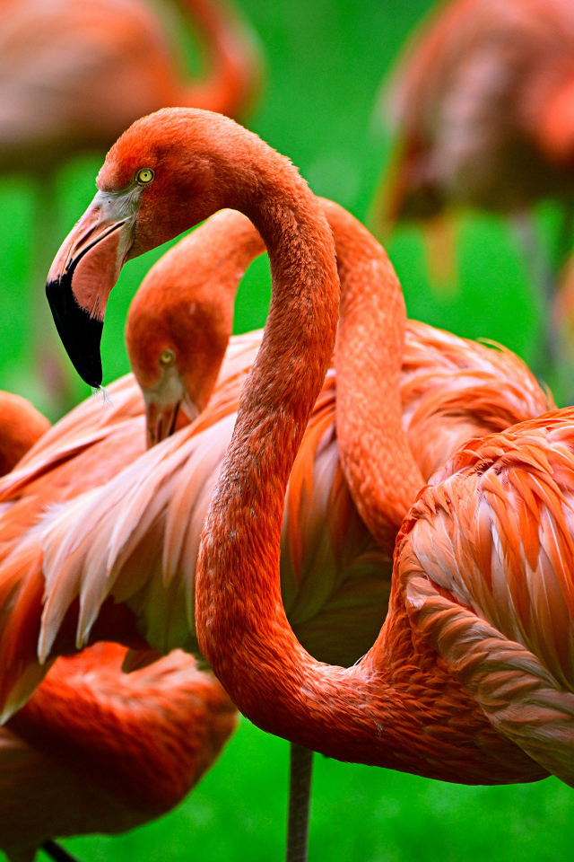 Стая розовых фламинго крупным планом