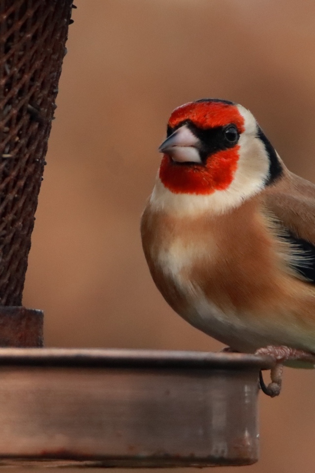 Птица щегол у кормушки