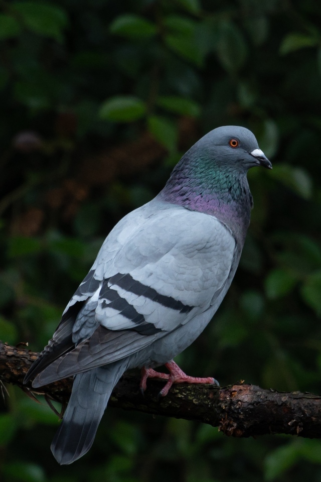 Серый голубь сидит на ветке дерева