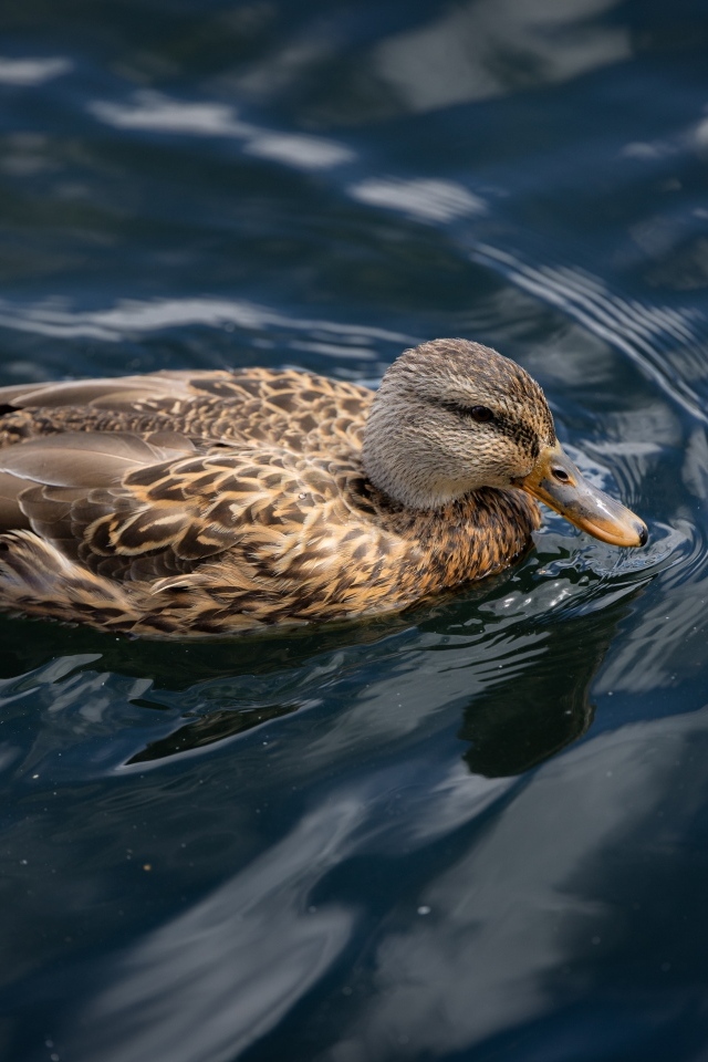 Серая утка плавает в спокойной воде