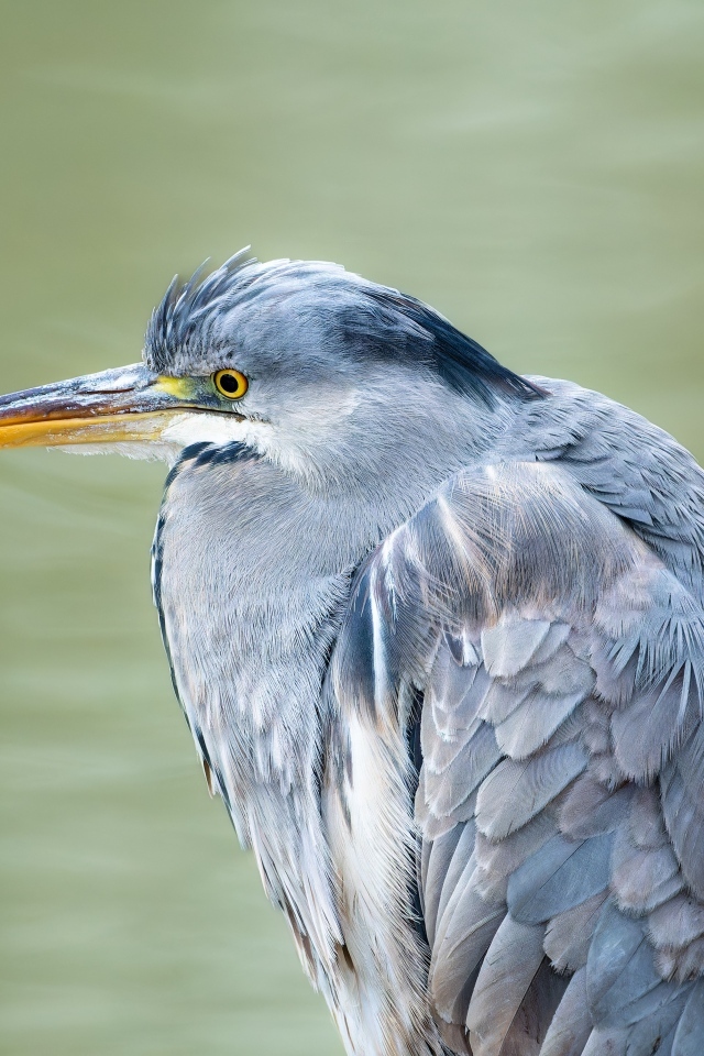Серая цапля охотится у водоема