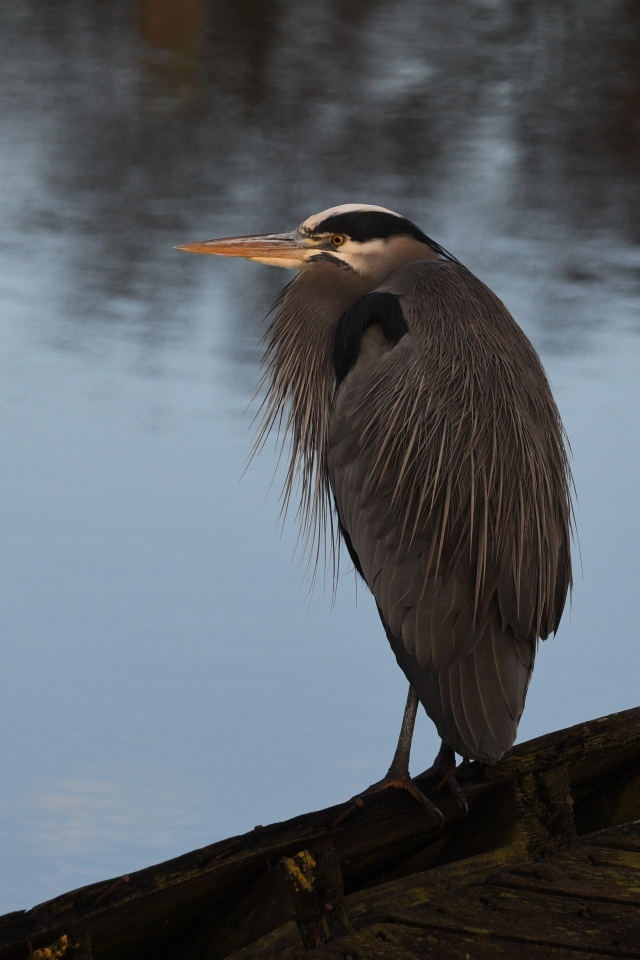 Серая цапля сидит у воды