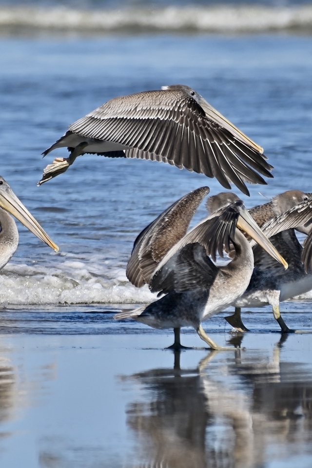 Серые пеликаны идут по мокрому песку