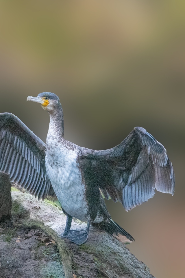 Большой черный баклан взлетает с камня
