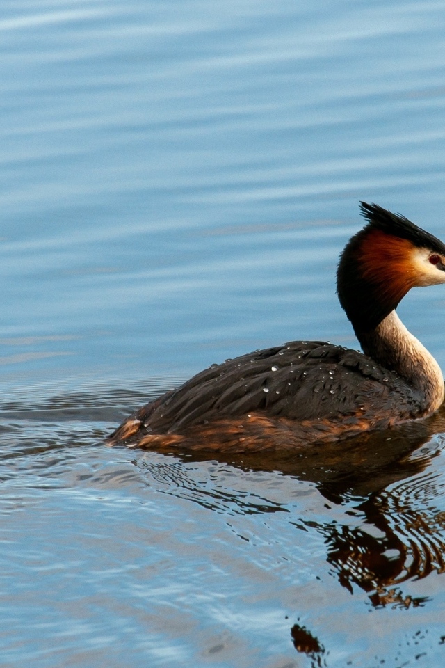 Большая хохлатая поганка плавает в пруду
