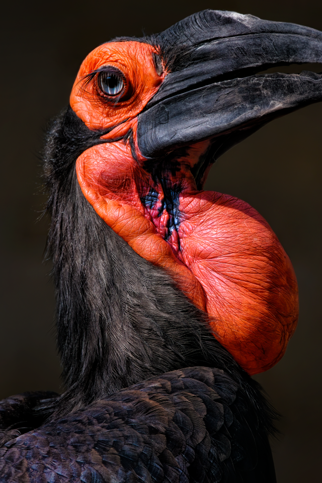 Большая птица калао на черном фоне