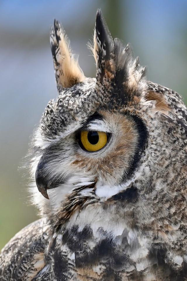 Большая рогатая сова