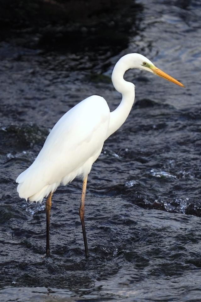 Большая белая цапля стоит в воде