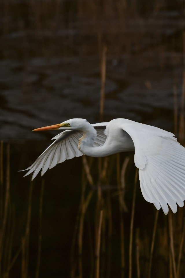 Большая белая цапля летит над водой