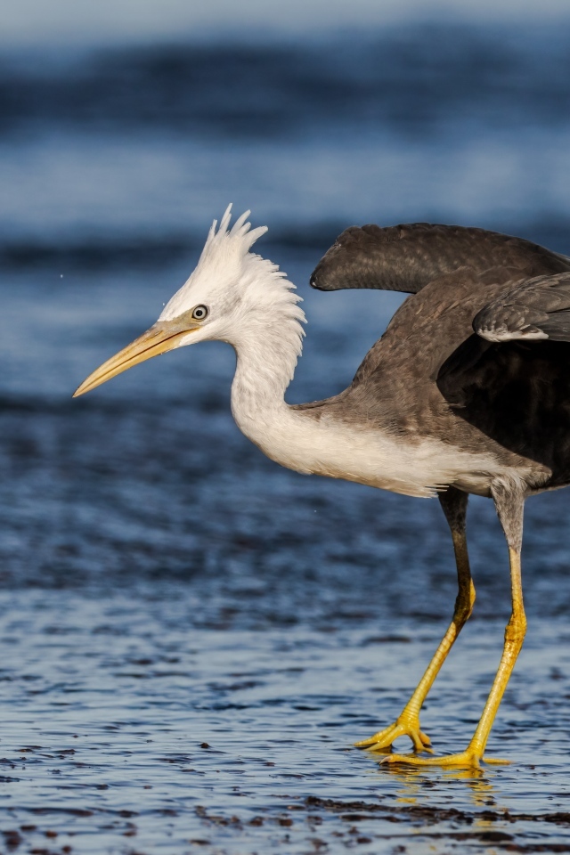 Большая цапля на мокром асфальте