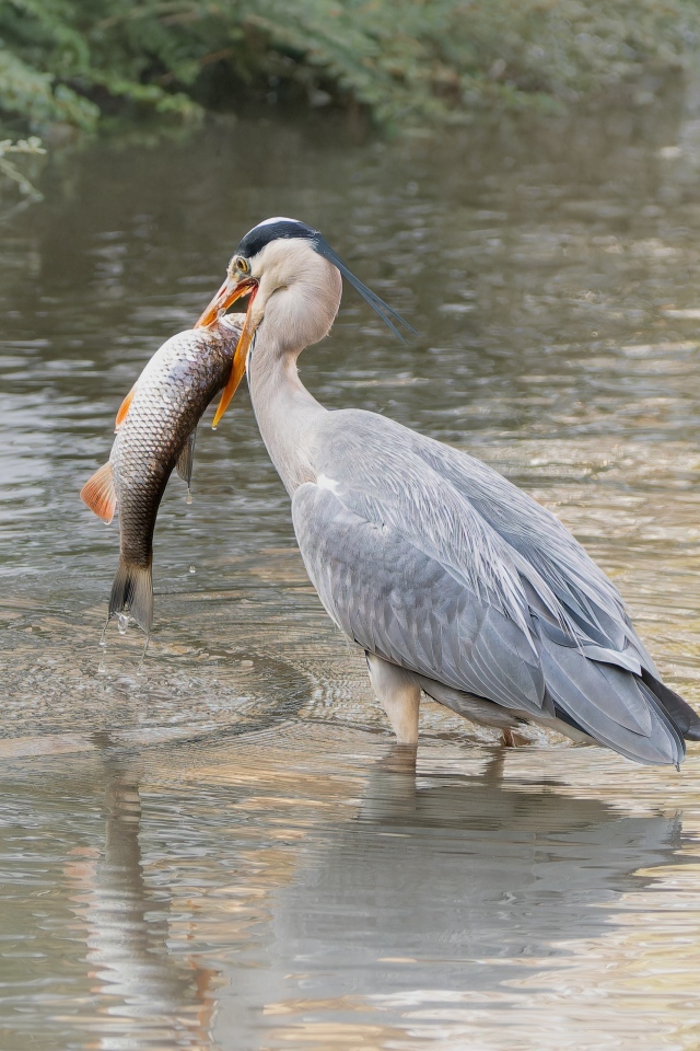Большая серая цапля с рыбой в  клюве