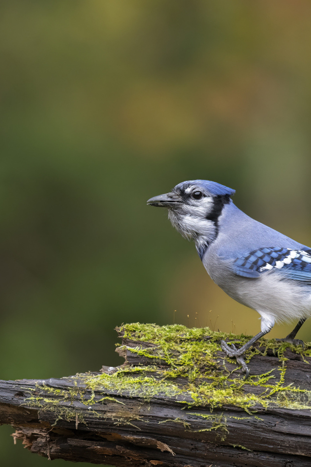 Большая сойка сидит на ветке дерева 