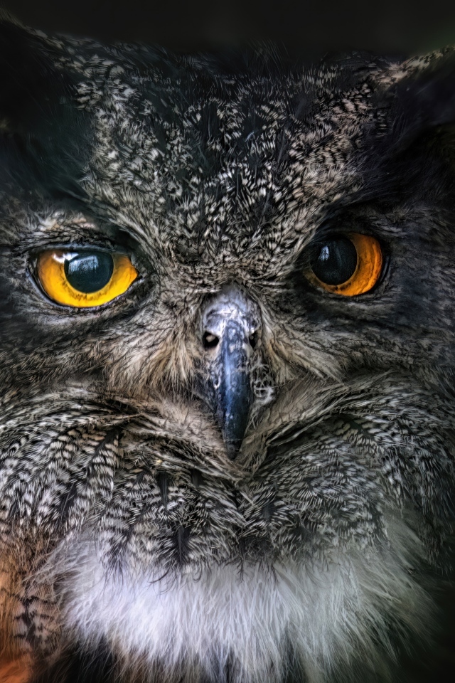 Большая ушастая сова с желтыми глазами