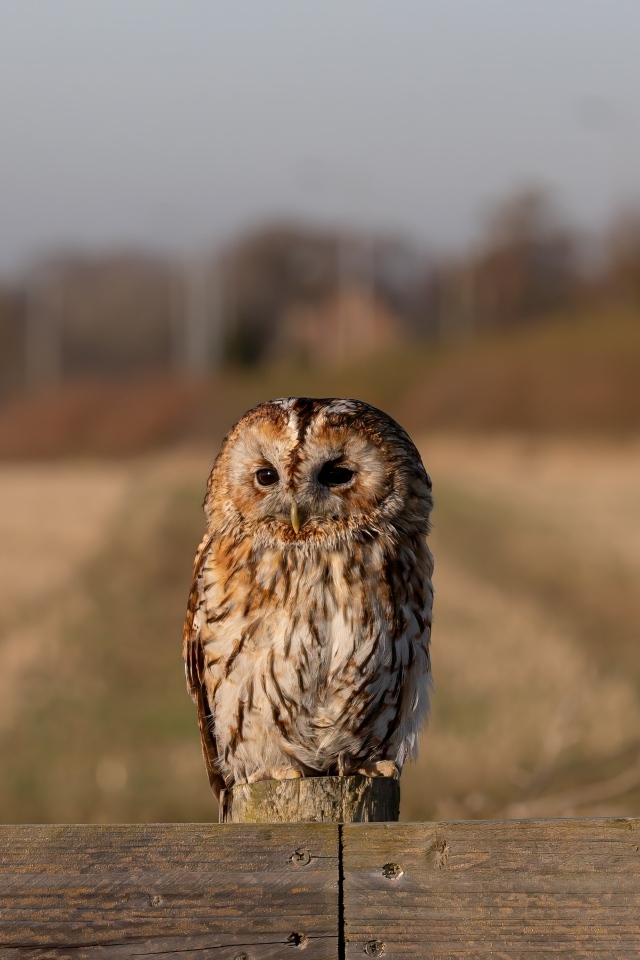 Большая неясыть сидит на заборе