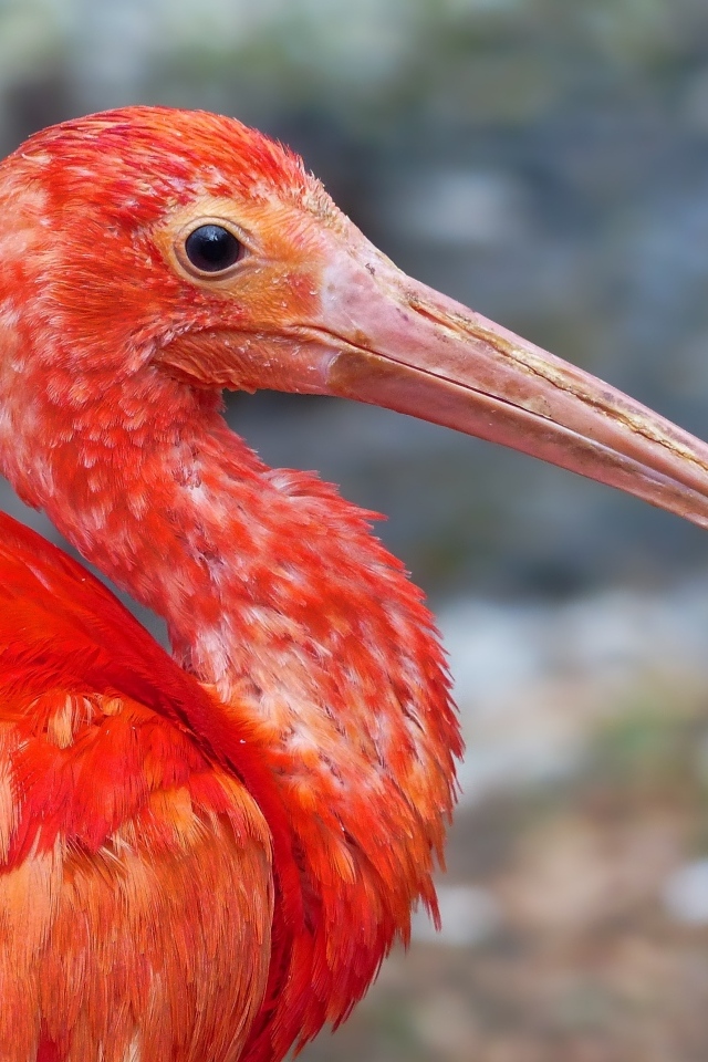 Большой розовый ибис крупным планом