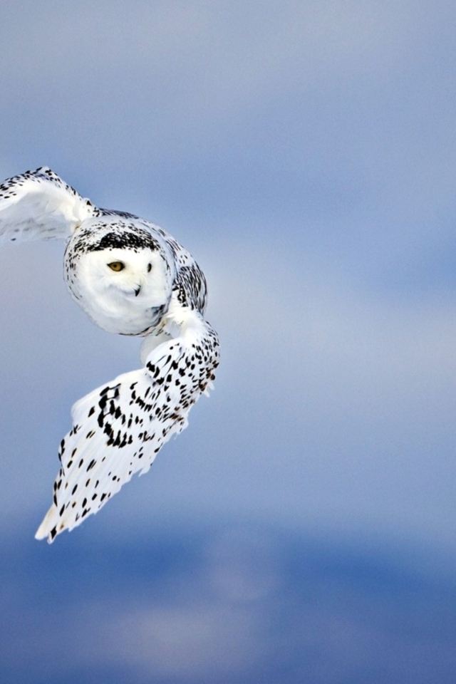 Большая белая сова с черными пятнами в воздухе