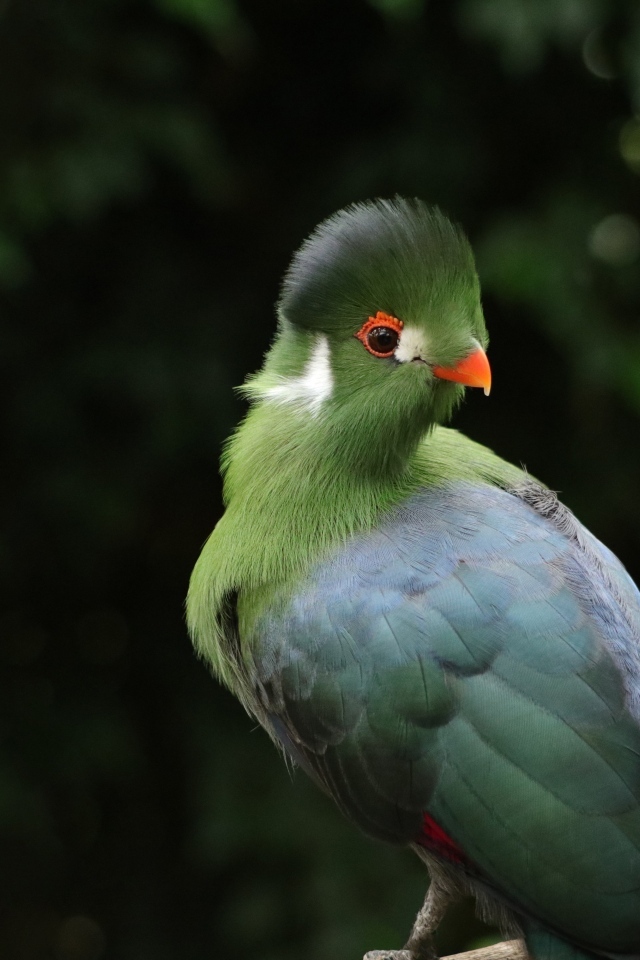 Зеленый белощекий турако на ветке