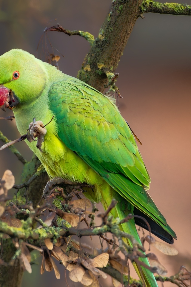 Зеленый попугай сидит на ветке дерева
