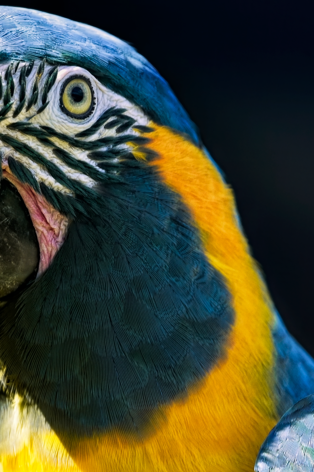 Голова большого синегорлого ары