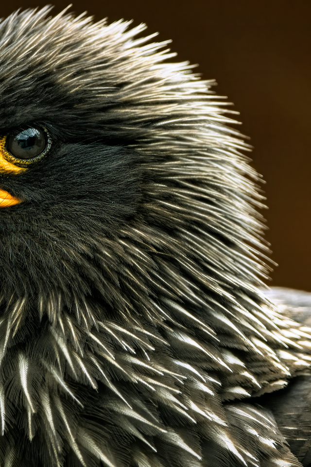 Голова черной птицы каракара