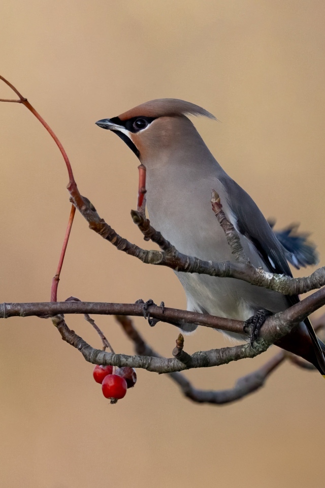 Сойка сидит на ветке с красными ягодами