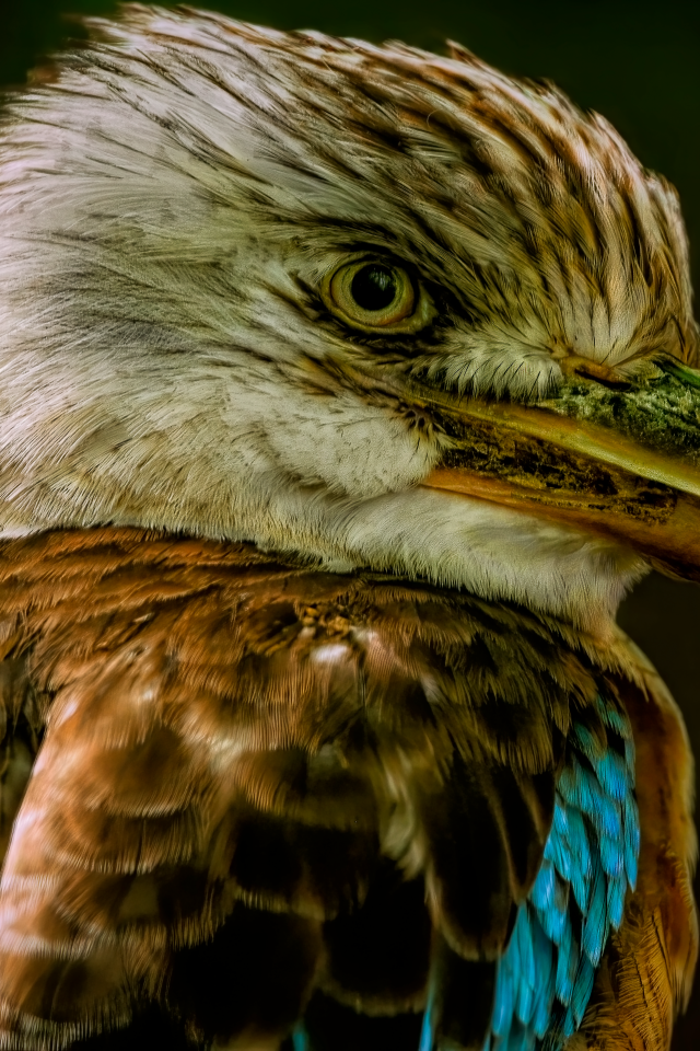 Голова птицы кукабарра крупным планом