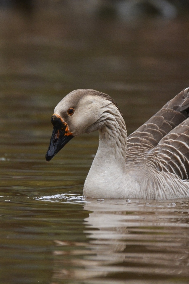 Большой серый домашний гусь плавает в воде
