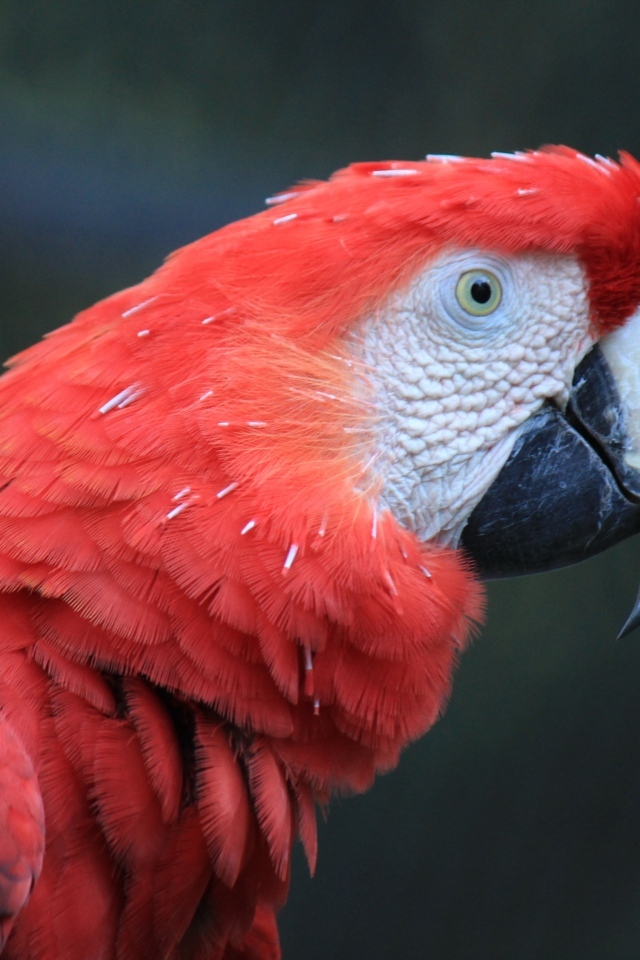 Большой красный попугай ара
