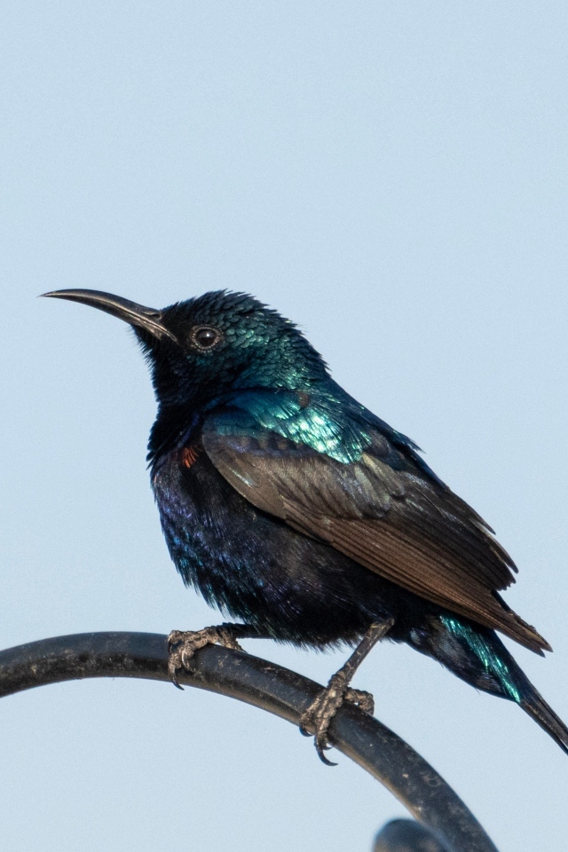 Маленький черный дрозд сидит на ветке 