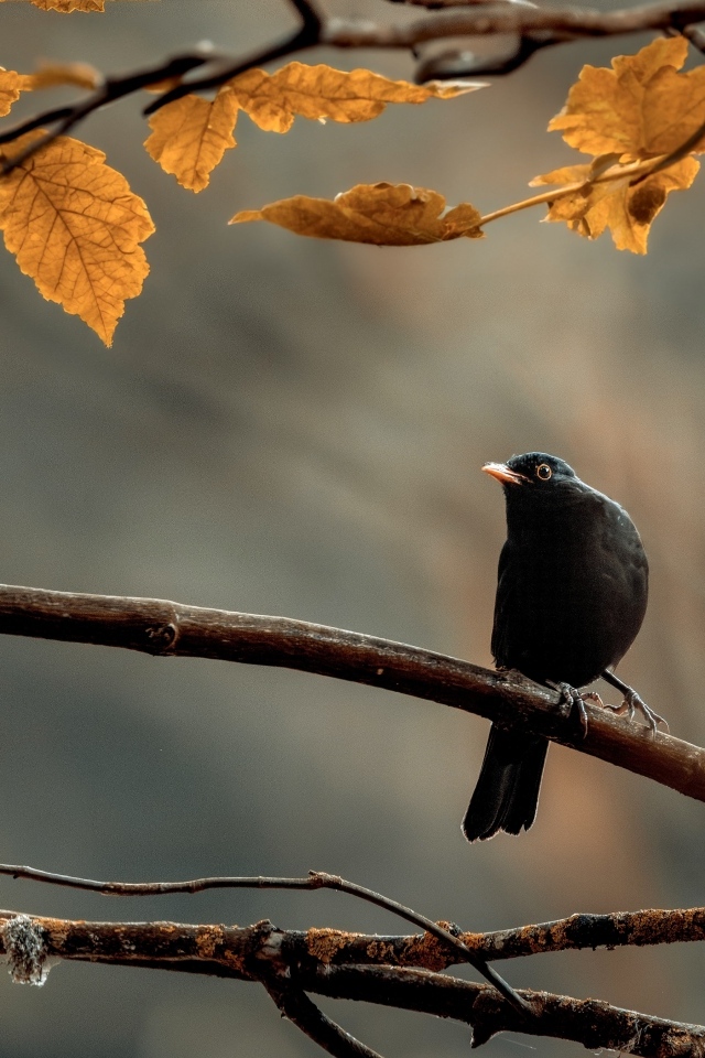 Маленький черный дрозд сидит на ветке дерева