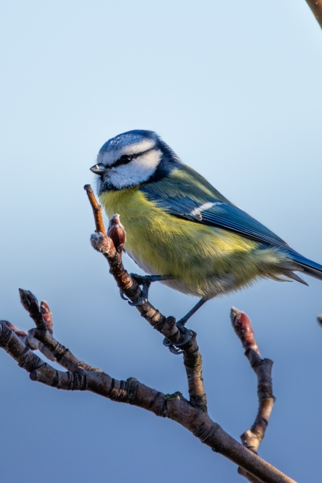 Маленькая  лазоревка на ветке