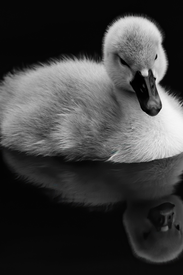 Маленький утенок отражается в воде на черном фоне