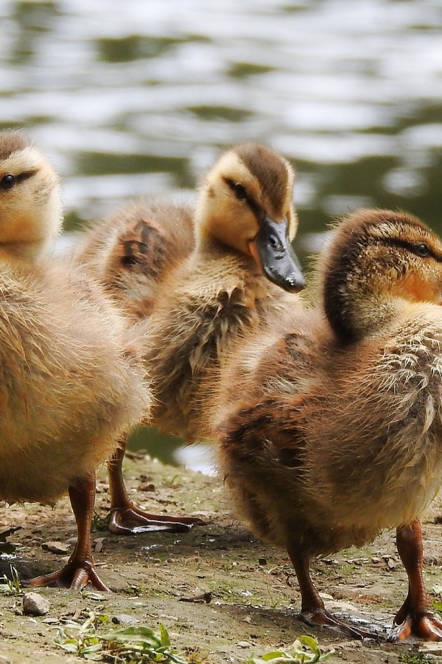 Маленькие утята на берегу у воды