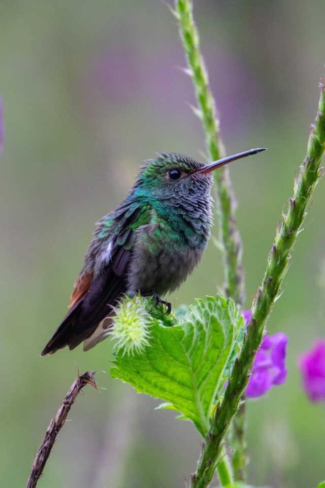 Маленькая зеленая птица колибри сидит на листке