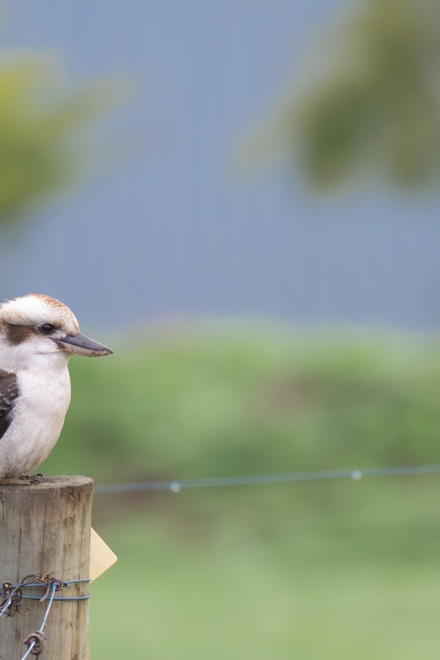 Маленькая кукабарра сидит на столбе