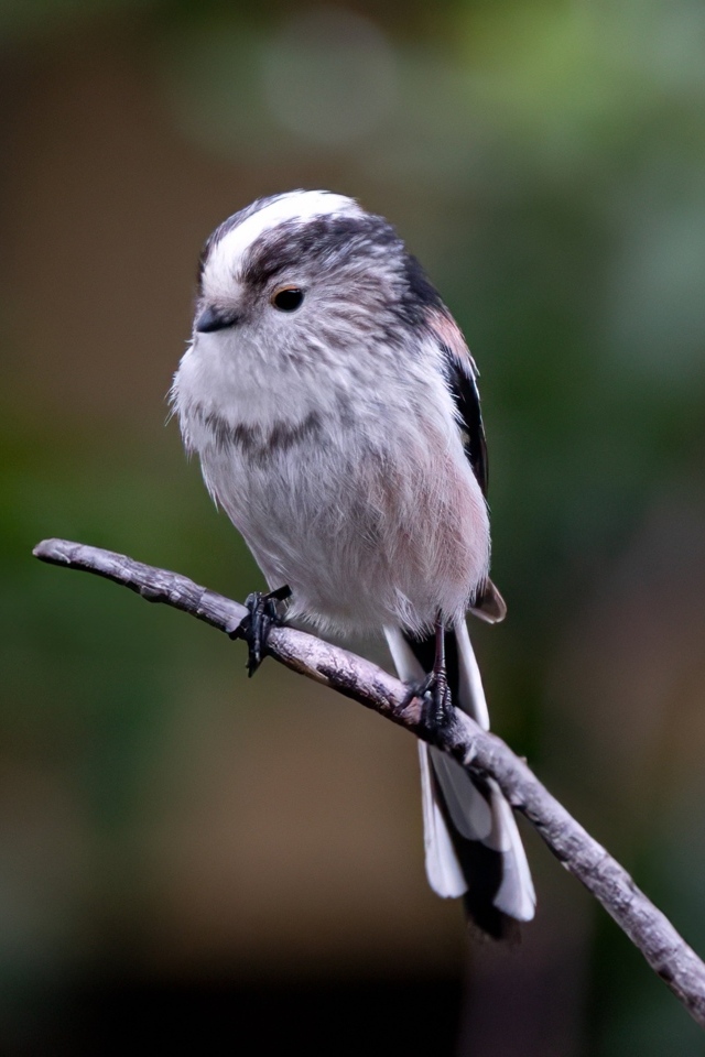 Маленькая длиннохвостая синица на ветке