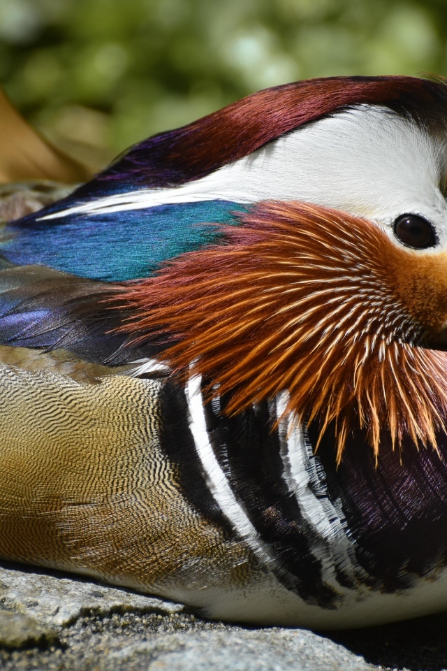 Маленькая утка мандаринка сидит на камне