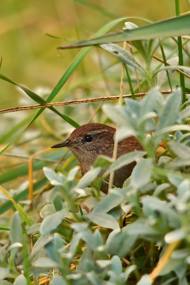 Маленькая иволга прячется в зеленых листьях