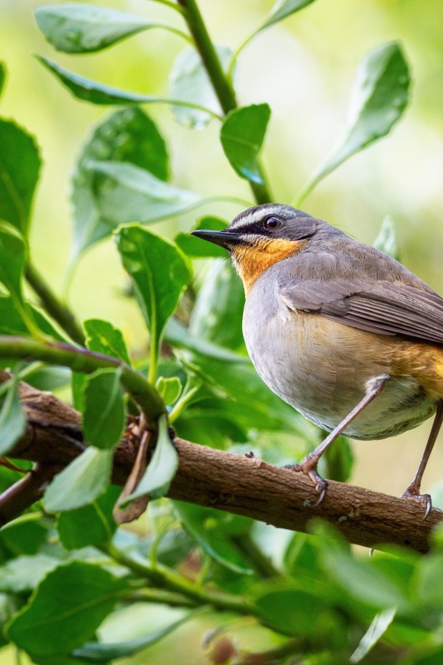 Маленькая птица робин сидит на ветке