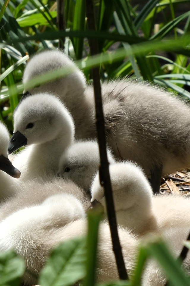 Маленькие птенцы лебедя в гнезде