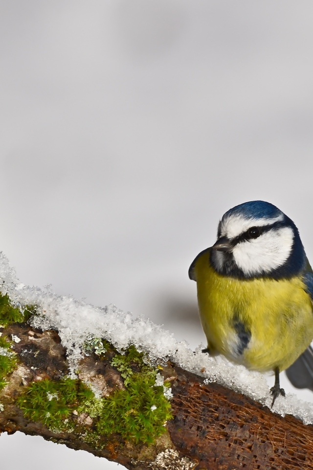Маленькая синица на заснеженной ветке