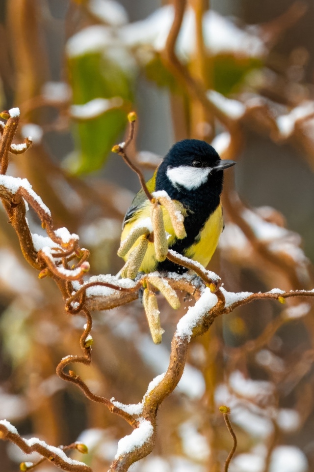 Маленькая синица сидит на ветке зимой