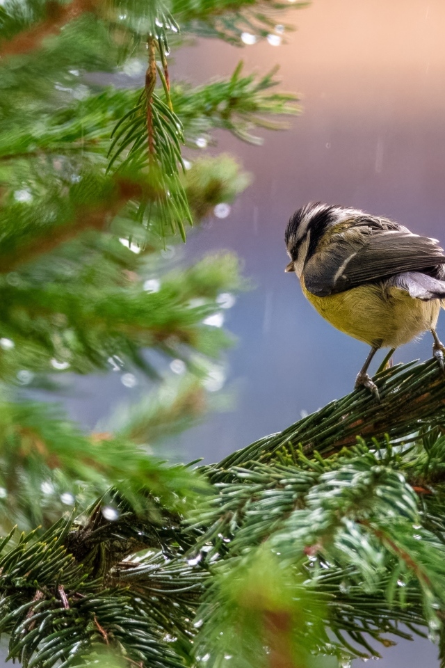 Маленькая синица сидит на еловой ветке под дождем